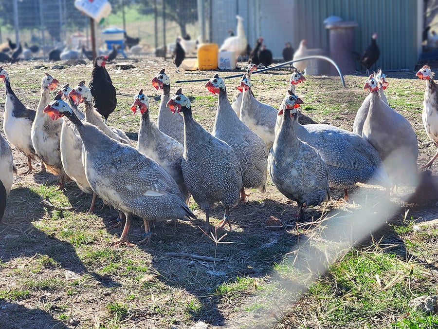 Guinea fowl at Yerrabi