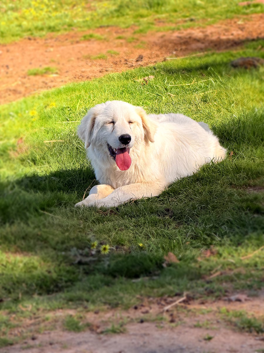 The farm dog resting on the grass