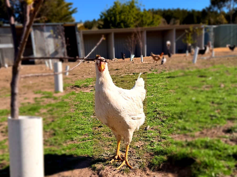 A hen foraging in the paddock