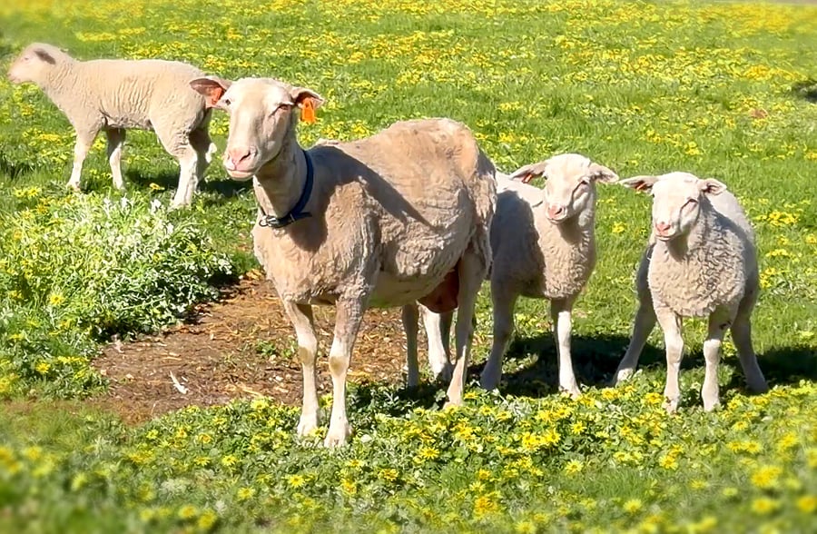 Sheep grazing among yellow daisies