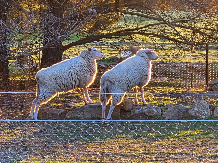Two East Friesian sheep by the fence in the late afternoon sun